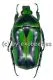Tmesorrhina alpestris bafutensis A2