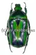 Tmesorrhina alpestris bafutensis A2