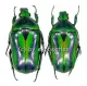 Tmesorrhina alpestris bafutensis