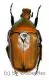 Torynorrhina scutellata ( 25 – 34 ) A1-