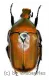 Torynorrhina scutellata ( 25 – 34 ) A1-