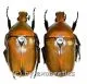 Torynorrhina scutellata ( 25 – 34 ) A1-