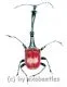 Trachelophorus giraffa ( 15 – 19 )