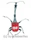 Trachelophorus giraffa ( 15 – 19 )