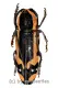 Tragocephala castnia theobromae ( 20 – 24 )