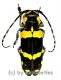 Tragocephala jucunda kuenkeli ( 25 – 29 ) A2