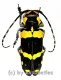 Tragocephala jucunda kuenkeli ( 25 – 39 )