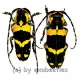 Tragocephala jucunda kuenkeli ( M 25 – 29 )