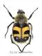 Trichius fasciata ( 15 – 19 )