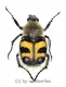 Trichius fasciata ( 15 – 19 )