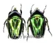 Trigonophorinus riaulti ( 30 – 34 )
