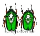 Trigonophorus rothschildi varians ( grün mit blauem Schimmer ) ( M 25 – 34 )