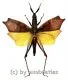 Trigonopteryx celebensia