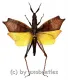 Trigonopteryx celebensia