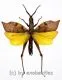 Trigonopteryx celebensia
