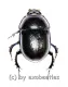Trypocopis vernalis ( 15 – 19 )