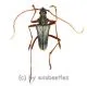 Tsivoka testiceipes ( 15 - 24 ) A2