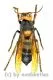 Vespa mandarinia ( asiatische Riesenhornisse ) ( 25 – 34 )
