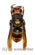 Vespa velutina velutina A2