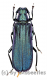 Vietetropus viridis ( blaue var. ) ( 40 – 44 ) A1-