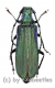 Vietetropus viridis ( grüne var. ) ( 25 – 29 )