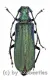 Vietetropus viridis ( grüne var. ) ( 30 – 34 ) A1-