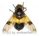 Volucella pellucens