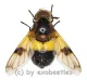 Volucella pellucens