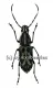 Xenocerus scalaris