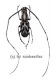 Xenocerus scalaris