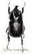Xenoderus janus ( 20 – 24 )