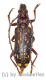 Xoanodera maculata ( 25 - 29 )