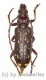 Xoanodera maculata ( 20 - 24 )