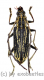 Xoanodera spec. ( 25 - 29 ) A2