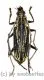 Xoanodera spec. ( 25 - 29 ) A2