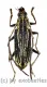 Xoanodera spec. ( 25 - 29 ) A2