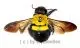 Xylocopa pubescens