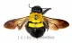 Xylocopa pubescens