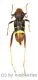 Xylotrechus latefasciatus ( 15 - 19 ) A2
