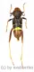 Xylotrechus latefasciatus ( 20 – 24 )