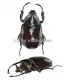 Xylotrupes gideon ssp. ( 40 – 44 ) A1-