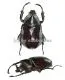 Xylotrupes gideon ssp. ( 35 - 39 )