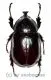 Xylotrupes inarmatus ( 30 – 34 )