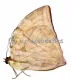 Zeuxidia aurelius aurelius