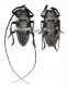 Zographus aulicus A2