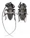 Zographus aulicus A2