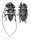 Zographus aulicus A2