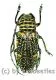 Zographus regalis ( 20 – 24 )