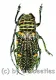 Zographus regalis ( 20 – 24 )