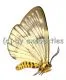 Zygaenidae spec. A1/A-